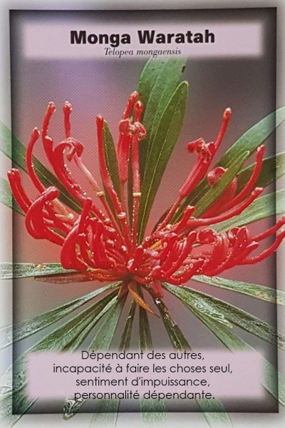 35-Monga-Waratah